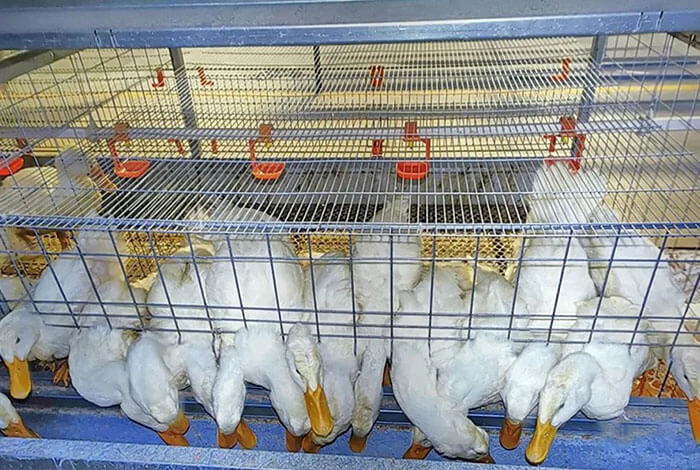 Meat Duck Cages for Sale. Low Cost Full Auto A/H Type Duck Cages Indoor